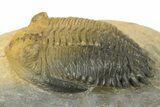 Detailed Hollardops Trilobite - Multi-Toned Shell #280930-3